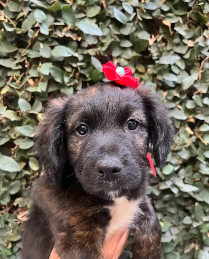 Cachorro ra a SRD-ViraLata idade Abaixo de 2 meses nome Dalila