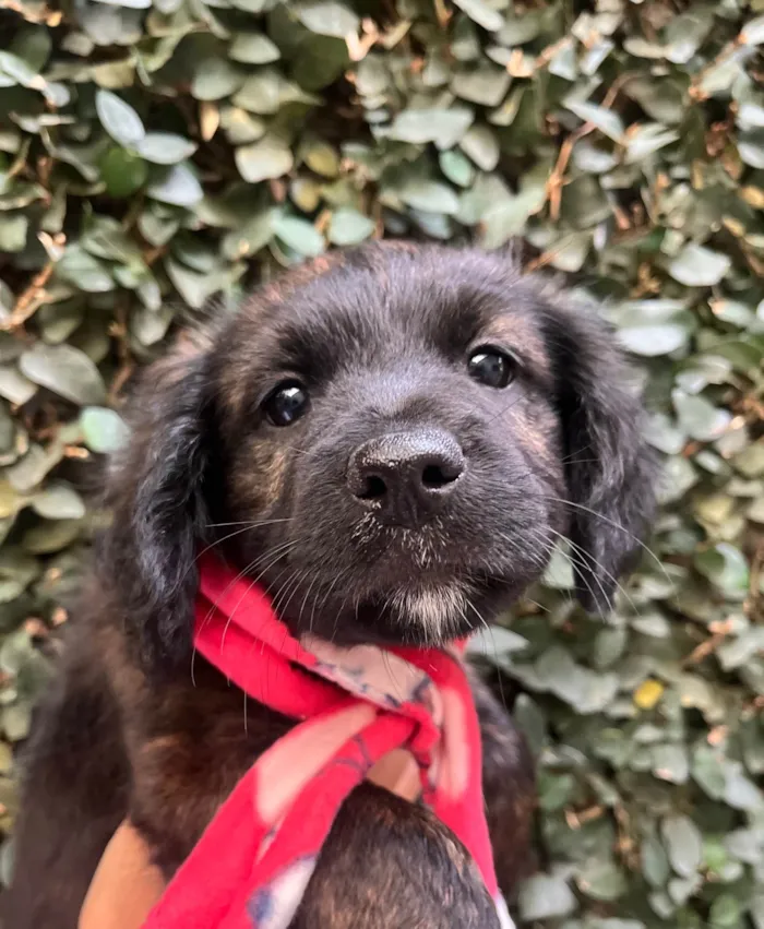 Cachorro ra a SRD-ViraLata idade Abaixo de 2 meses nome Dalila