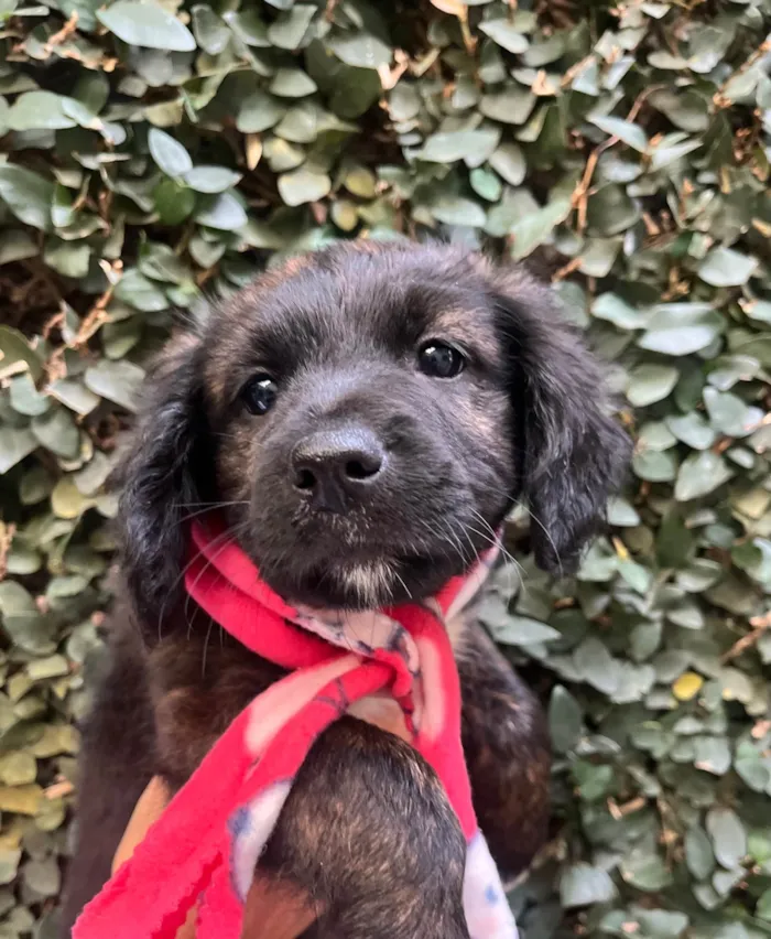 Cachorro ra a SRD-ViraLata idade Abaixo de 2 meses nome Dalila