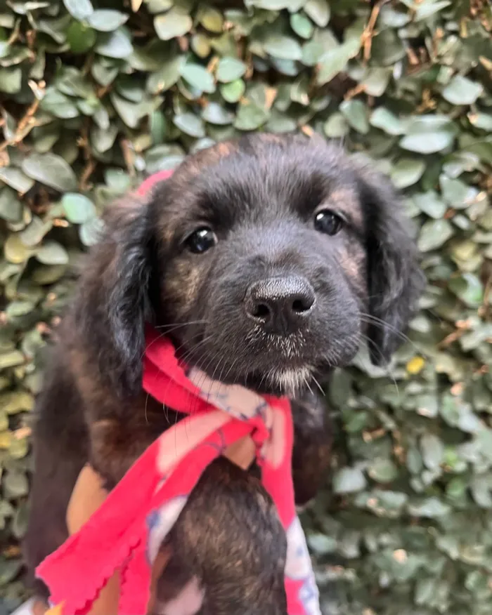 Cachorro ra a SRD-ViraLata idade Abaixo de 2 meses nome Dalila