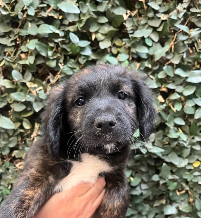 Cachorro ra a SRD-ViraLata idade Abaixo de 2 meses nome Dalila