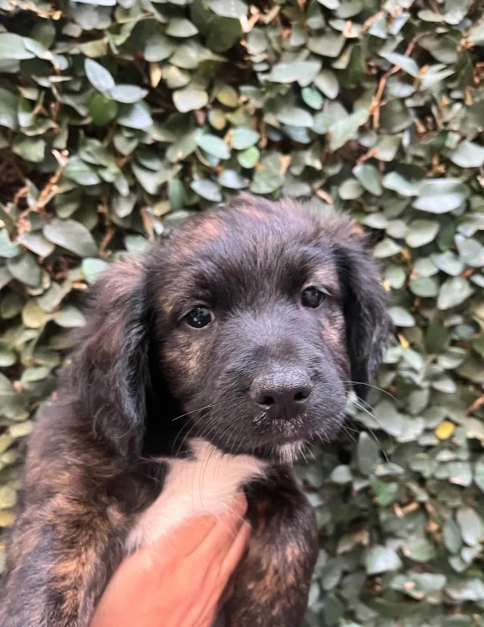 Cachorro ra a SRD-ViraLata idade Abaixo de 2 meses nome Dalila