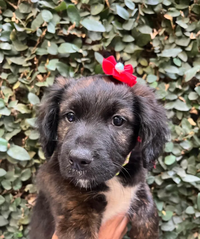 Cachorro ra a SRD-ViraLata idade Abaixo de 2 meses nome Dalila