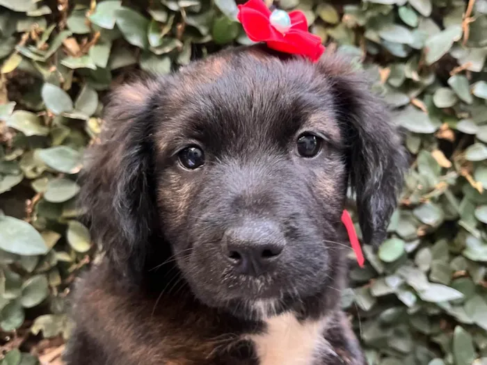 Cachorro ra a SRD-ViraLata idade Abaixo de 2 meses nome Dalila