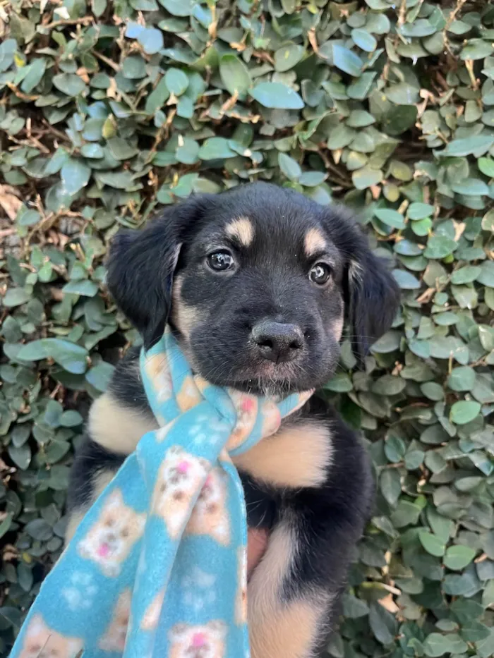 Cachorro ra a SRD-ViraLata idade Abaixo de 2 meses nome David