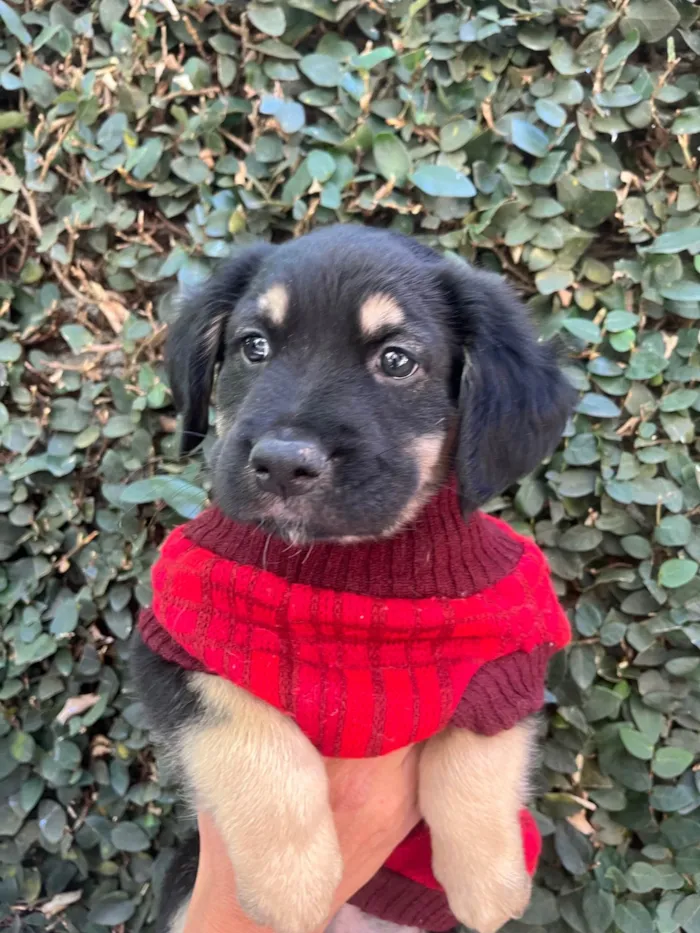 Cachorro ra a SRD-ViraLata idade Abaixo de 2 meses nome David