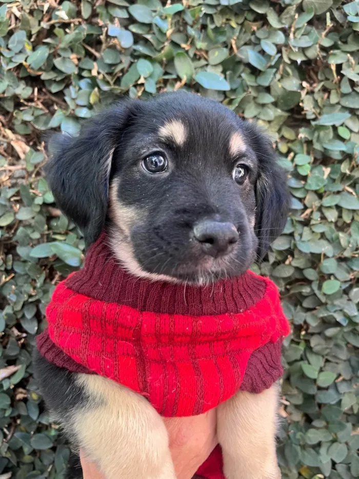 Cachorro ra a SRD-ViraLata idade Abaixo de 2 meses nome David