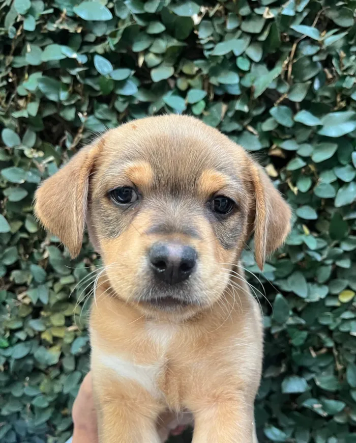 Cachorro ra a SRD-ViraLata idade Abaixo de 2 meses nome Paloma