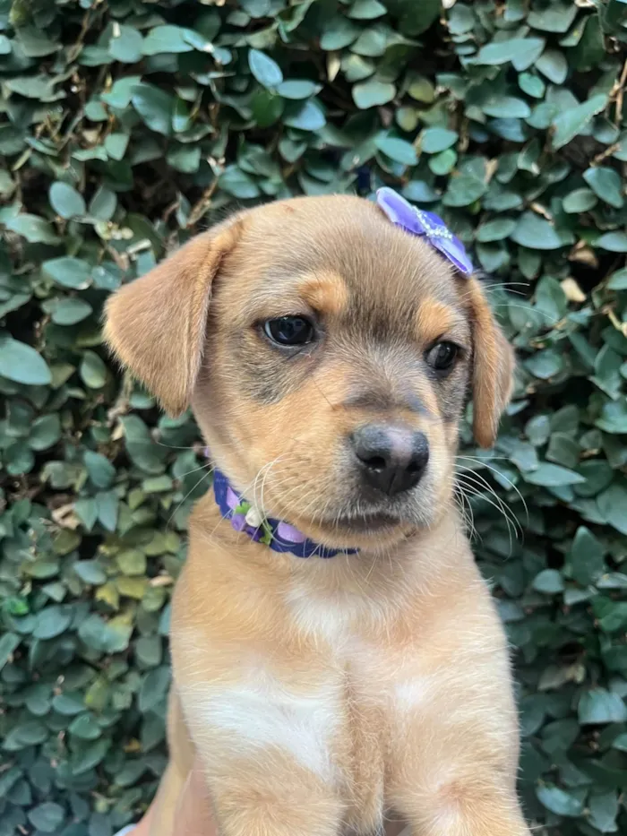 Cachorro ra a SRD-ViraLata idade Abaixo de 2 meses nome Paloma