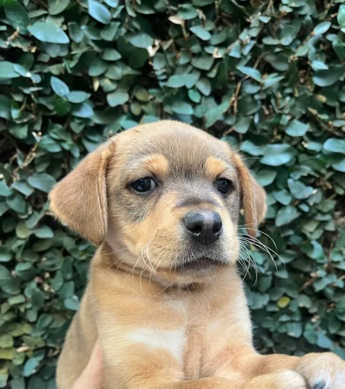 Cachorro ra a SRD-ViraLata idade Abaixo de 2 meses nome Paloma