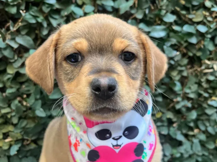 Cachorro ra a SRD-ViraLata idade Abaixo de 2 meses nome Paloma