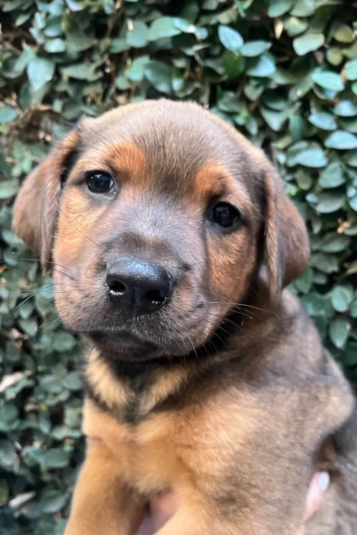 Cachorro ra a SRD-ViraLata idade Abaixo de 2 meses nome Pietro