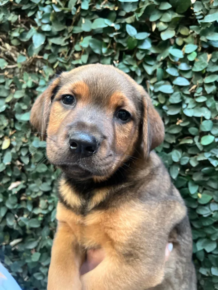 Cachorro ra a SRD-ViraLata idade Abaixo de 2 meses nome Pietro