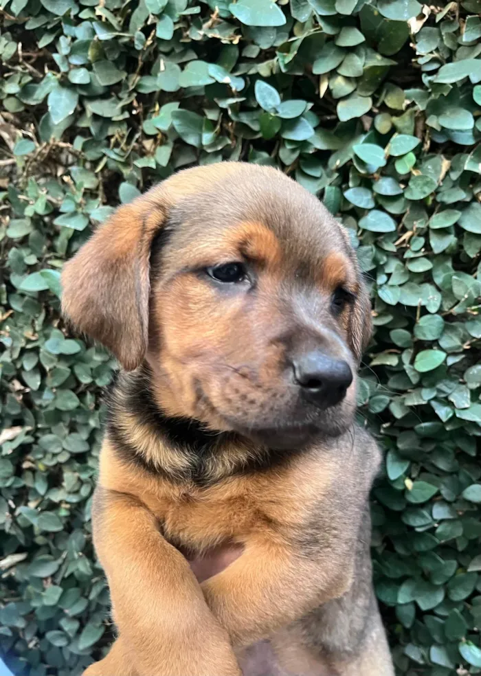 Cachorro ra a SRD-ViraLata idade Abaixo de 2 meses nome Pietro