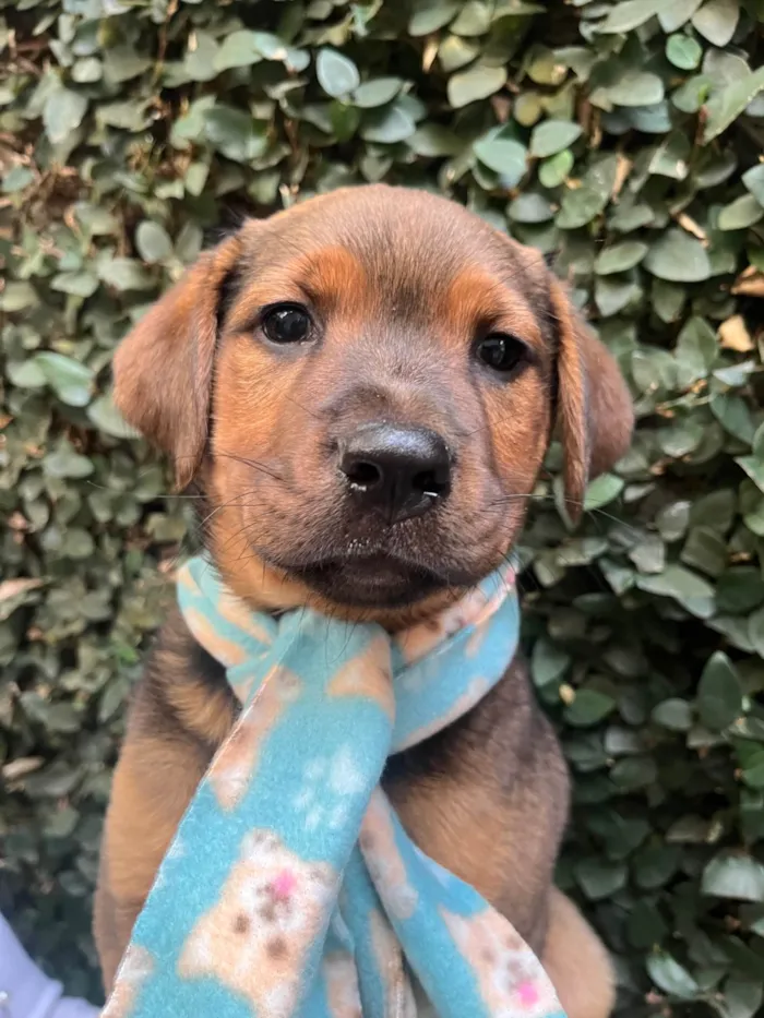 Cachorro ra a SRD-ViraLata idade Abaixo de 2 meses nome Pietro