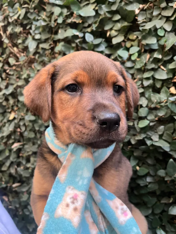 Cachorro ra a SRD-ViraLata idade Abaixo de 2 meses nome Pietro