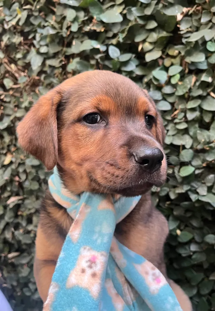 Cachorro ra a SRD-ViraLata idade Abaixo de 2 meses nome Pietro