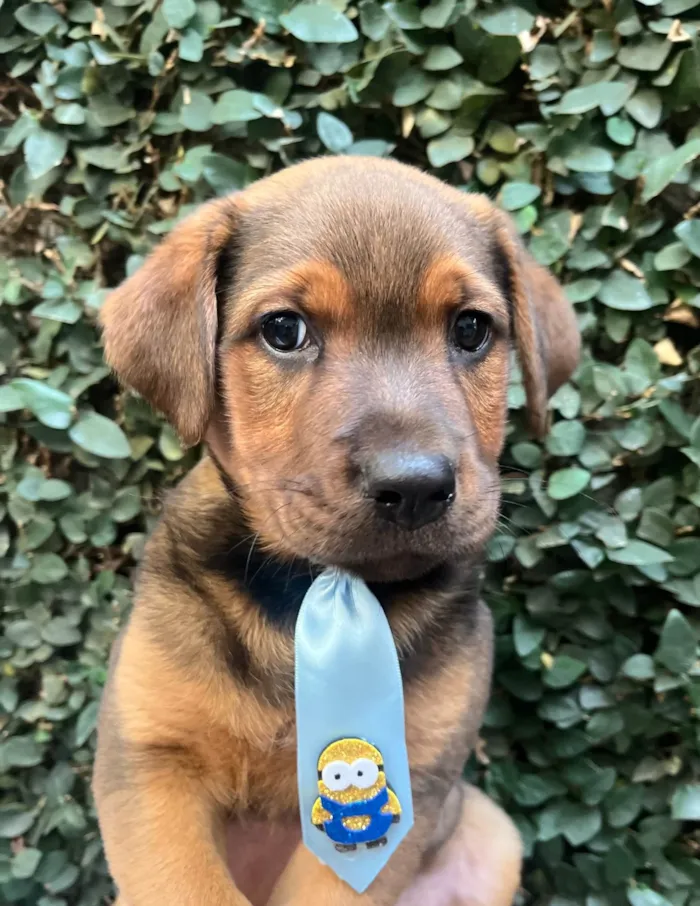 Cachorro ra a SRD-ViraLata idade Abaixo de 2 meses nome Pietro