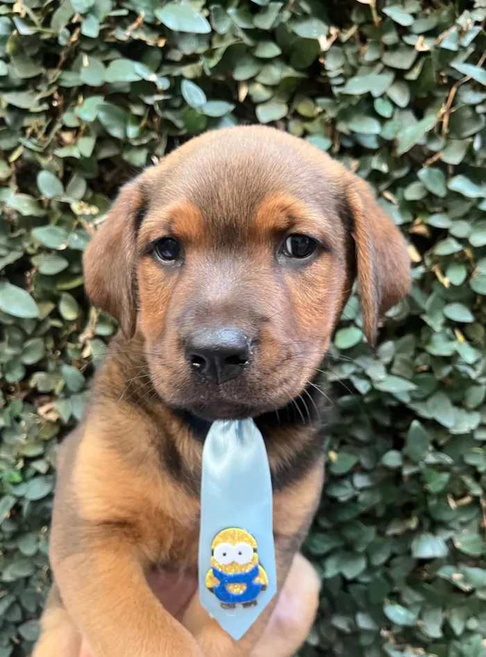 Cachorro ra a SRD-ViraLata idade Abaixo de 2 meses nome Pietro