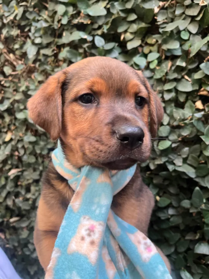 Cachorro ra a SRD-ViraLata idade Abaixo de 2 meses nome Pietro