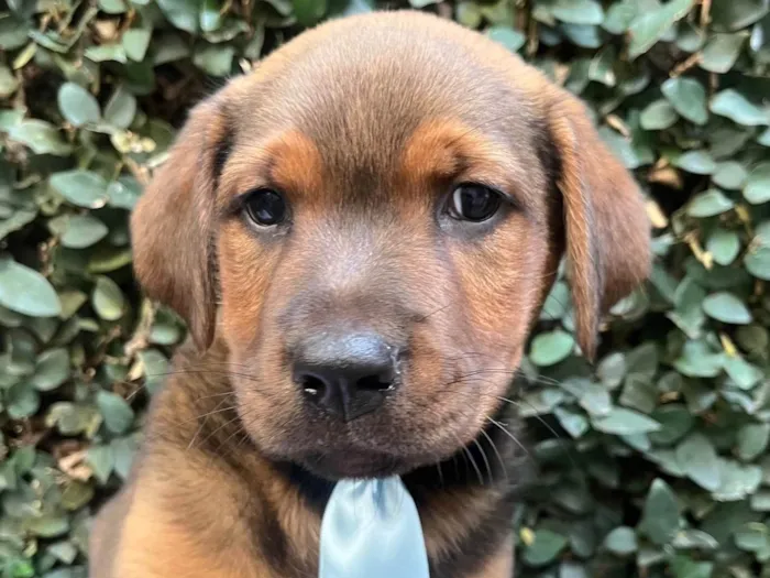 Cachorro ra a SRD-ViraLata idade Abaixo de 2 meses nome Pietro