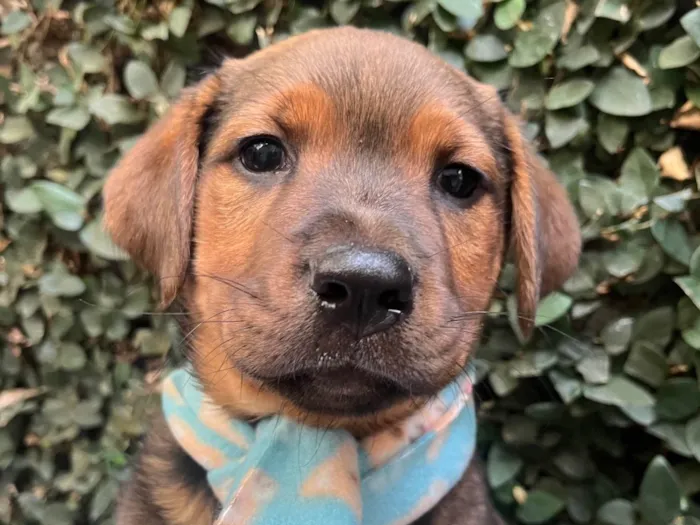 Cachorro ra a SRD-ViraLata idade Abaixo de 2 meses nome Pietro