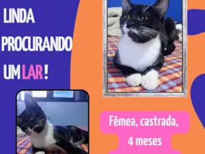 Gato raça SRD-ViraLata idade 2 a 6 meses nome sem nome