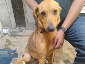 Cachorro raça SRD-ViraLata idade 2 anos nome Luna 