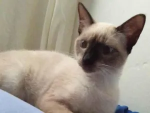 Gato raça SRD-ViraLata idade 7 a 11 meses nome Astrid