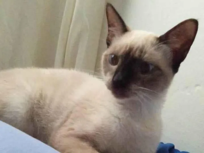 Gato ra a SRD-ViraLata idade 7 a 11 meses nome Astrid