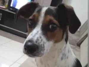 Cachorro raça SRD-ViraLata idade 3 anos nome Mel