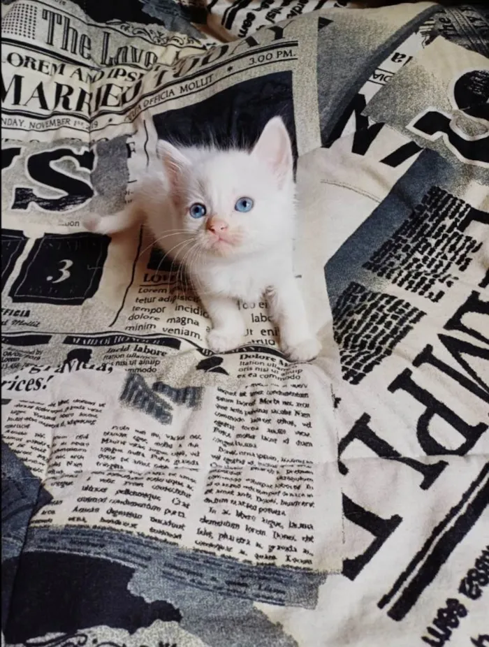 Gato ra a Persa idade Abaixo de 2 meses nome Mix Persa branco adocao