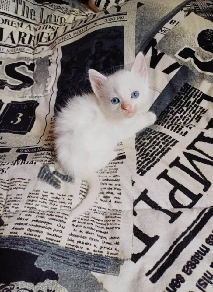 Gato ra a Persa idade Abaixo de 2 meses nome Mix Persa branco adocao