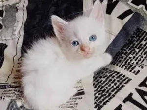 Gato raça Persa idade Abaixo de 2 meses nome Mix Persa branco adocao