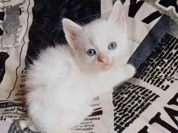 Gato ra a Persa idade Abaixo de 2 meses nome Mix Persa branco adocao