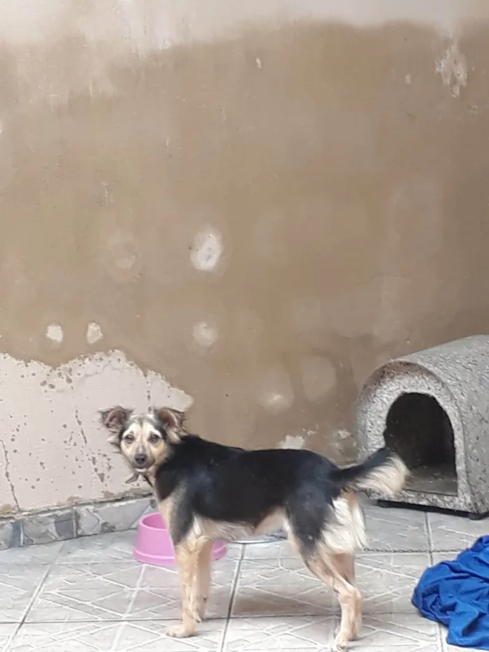 Cachorro ra a SRD-ViraLata idade 4 anos nome Sofhia