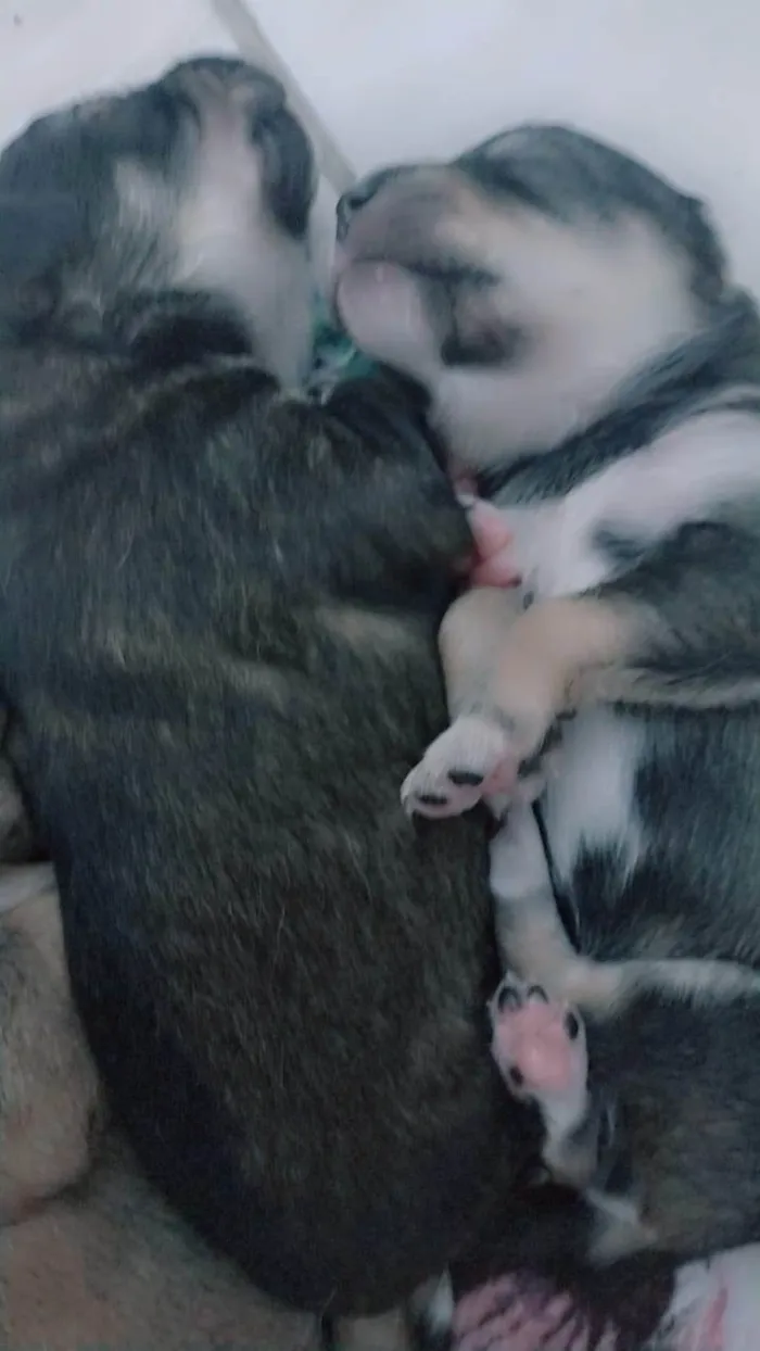 Cachorro ra a SRD-ViraLata idade Abaixo de 2 meses nome Sem nome