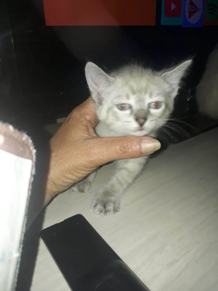 Gato ra a SRD-ViraLata idade 2 a 6 meses nome Não tem nome ainda 