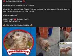 Cachorro raça Yorkshire idade 6 ou mais anos nome Linda