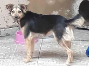 Cachorro raça SRD-ViraLata idade 4 anos nome Sofhia