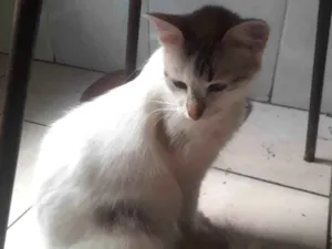 Gato raça SRD-ViraLata idade 1 ano nome Neve