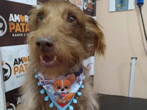 Cachorro raça SRD-ViraLata idade 6 ou mais anos nome Patacon