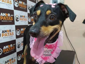 Cachorro raça SRD-ViraLata idade 3 anos nome Tapioca