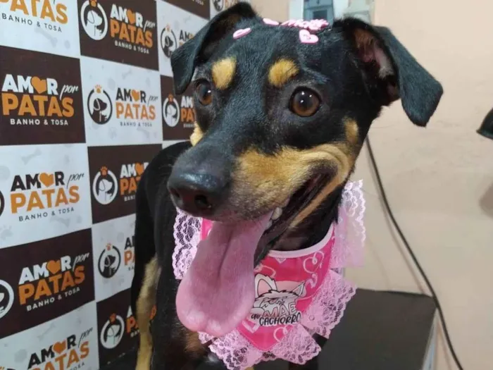 Cachorro ra a SRD-ViraLata idade 3 anos nome Tapioca