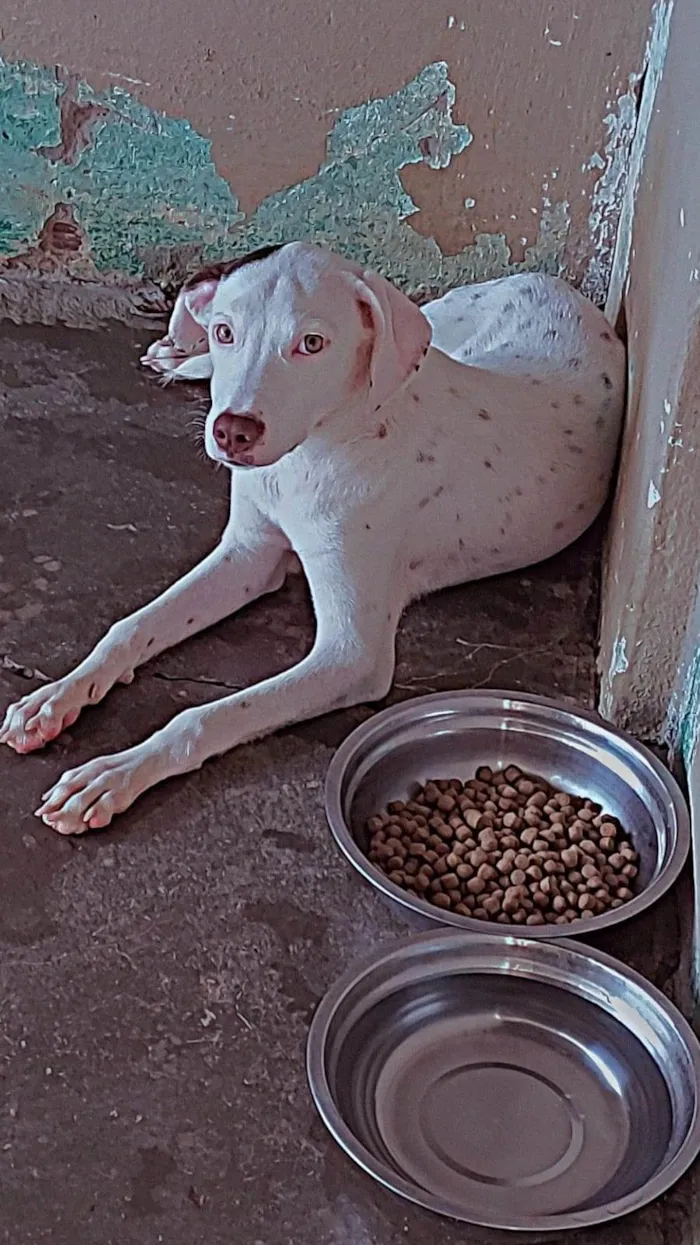 Cachorro ra a Dálmata idade 7 a 11 meses nome Bela 