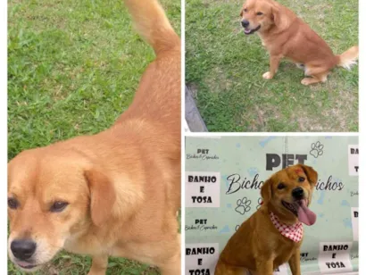 Cachorro raça SRD-ViraLata idade 3 anos nome Caramelo 