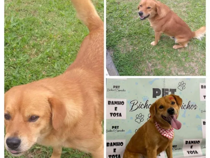 Cachorro ra a SRD-ViraLata idade 3 anos nome Caramelo 