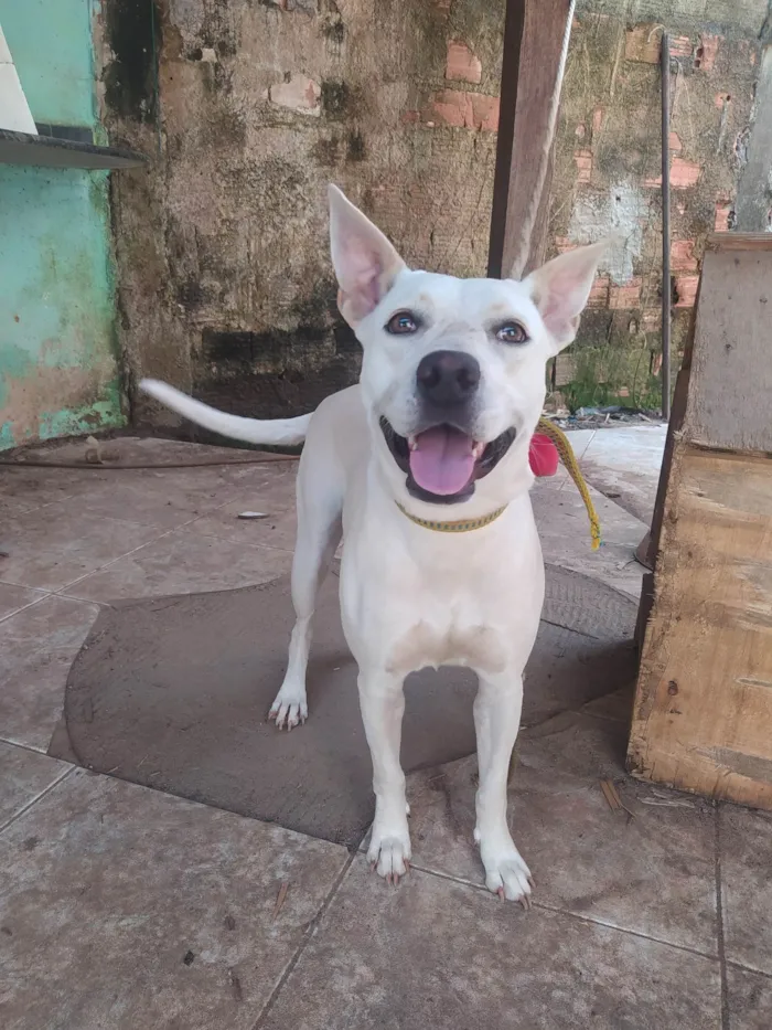 Cachorro ra a Pit-Bull idade 1 ano nome Kyra 