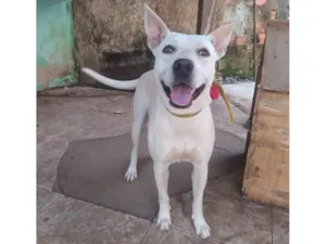 Cachorro raça Pit-Bull idade 1 ano nome Kyra 