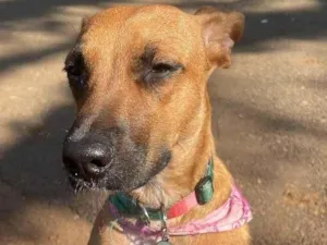 Cachorro raça SRD-ViraLata idade 1 ano nome Nubia Alexandrina